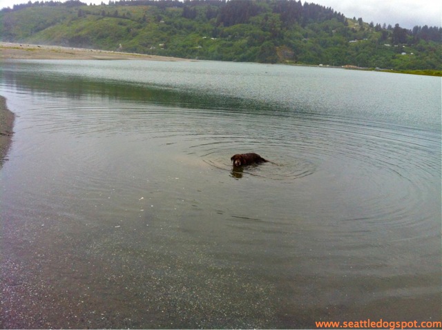 Dylan found a pool of quiet water to explore at Redwoods State and National Park. Photo grom Seattle DogSpot.