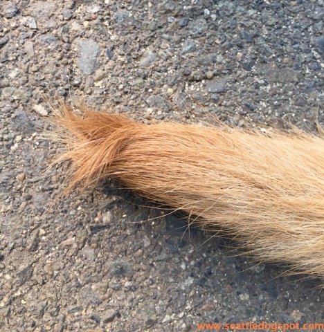 Here's the tiny cowlick at the end of Haley's tail. Photo from Seattle DogSpot