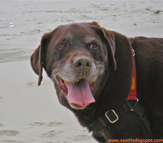 Oregon Dunes National Recreation area. Photo from Seattle DogSpot.