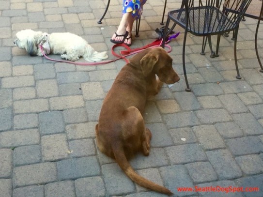 Dog Friendly Restaurants in Bend dog friendly Bend, OR