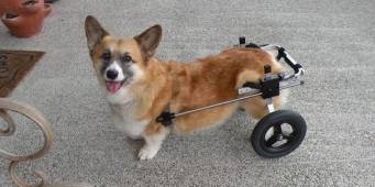 K9 Carts on Whidbey Island was the first manufacturer of dog wheelchairs.