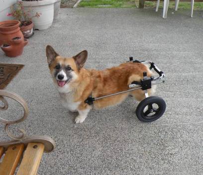 K9 Carts ships 50-70 doggy wheelchairs worldwide every month.