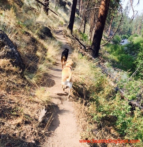 Hiking along the Deschutes River dog friendly Bend, OR