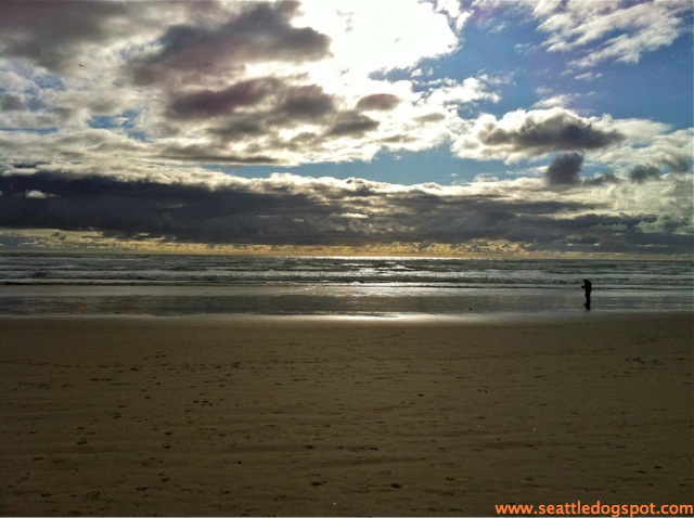 Dog Friendly Cannon Beach.