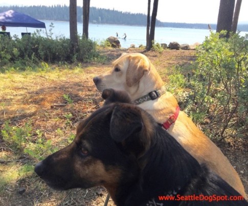 Dogs at Elk Lake dog friendly Bend, OR