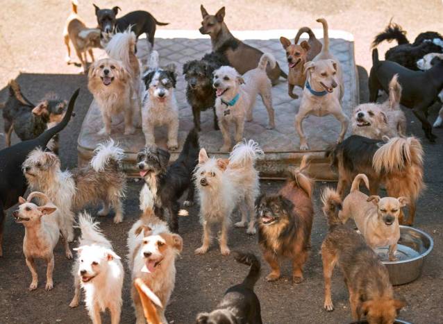 This picture taken by The Olympia shows just a fraction of the 85 dogs that were at Sharon Gold's residence. Photo from theolympian.com.