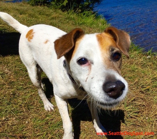 Jack Russell Terrier dog friendly Bend, OR