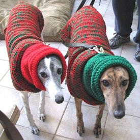 Dogs in Christmas sweaters