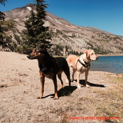 On the Lookout dog friendly Bend, OR
