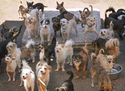 When The Olympian wrote article about Forever Homes in last summer she had 85 dogs on her residential property. Photo from The Olympian.
