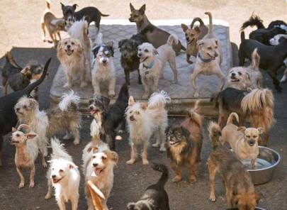 When The Olympian wrote article about Forever Homes in last summer she had 85 dogs on her residential property. Photo from The Olympian.