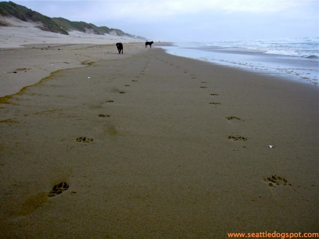 Oregon Dunes National Recreation area. Photo from Seattle DogSpot.