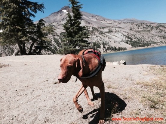 Search and Rescue Dog dog friendly Bend, OR