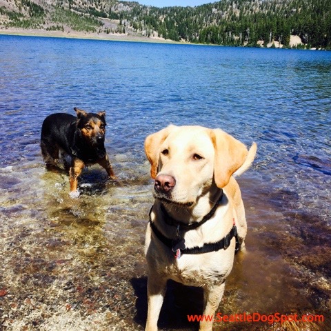 Dogs Green Lakes dog friendly Bend, OR