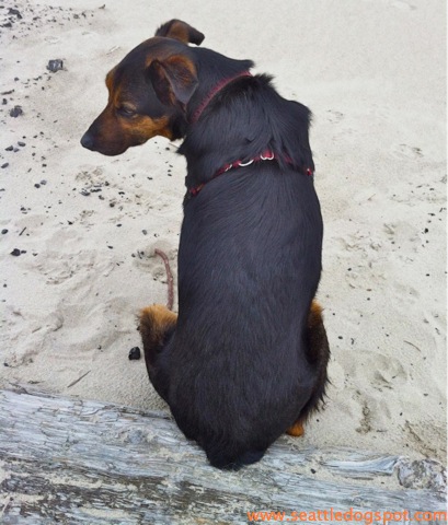 Dog Friendly Cannon Beach.