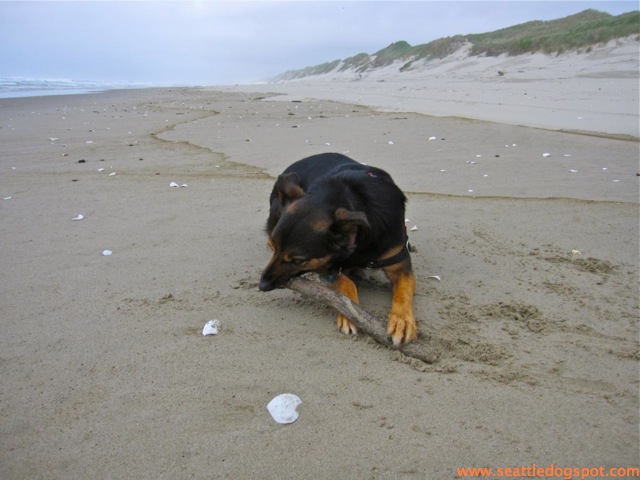 Oregon Dunes National Recreation area. Photo from Seattle DogSpot.