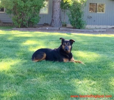 Miguel dog friendly Bend, OR