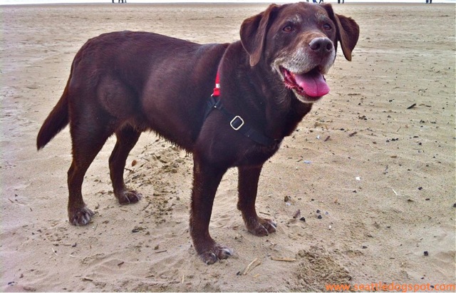 Dog Friendly Cannon Beach.