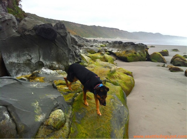 Miguel checks out the rocks at Redwoods State and National Park. Photo from Seattle DogSpot.