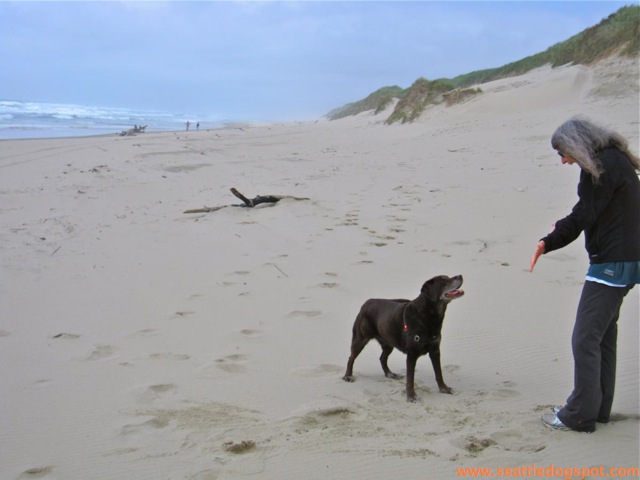 Oregon Dunes National Recreation area. Photo from Seattle DogSpot.