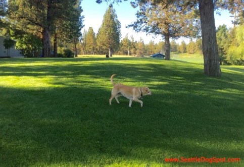 Room to Roam dog friendly Bend, OR