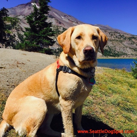 Hiking Dog dog friendly Bend, OR