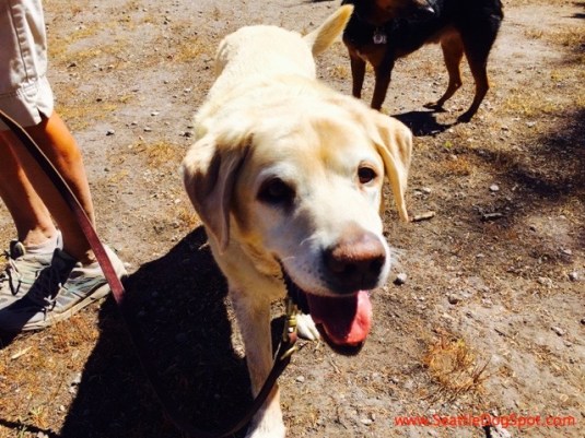 Former Seeing Eye Dog dog friendly Bend, OR