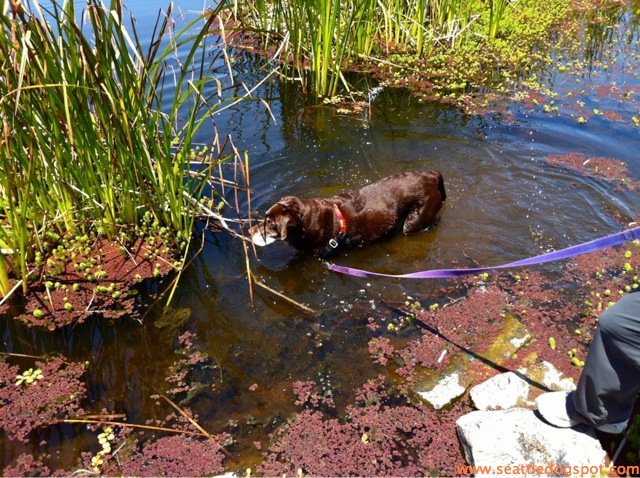 MacKerricher State Park. Photo from Seattle DogSpot.