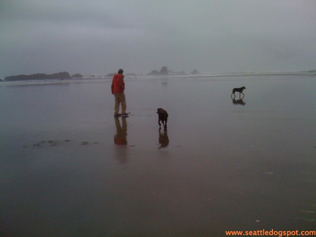 The wide, flat beach at Seven Devils State Recreation Site is great for dogs. Photo from Seattle DogSpot.