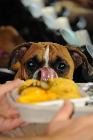 Dog begging for food at party