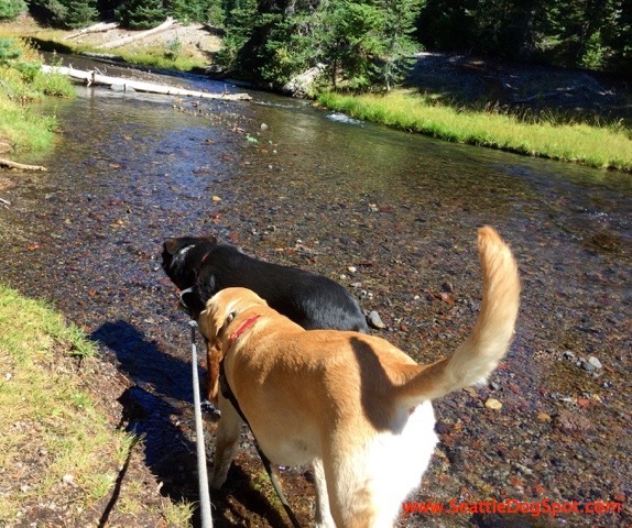 Fall Creek dog friendly Bend, OR