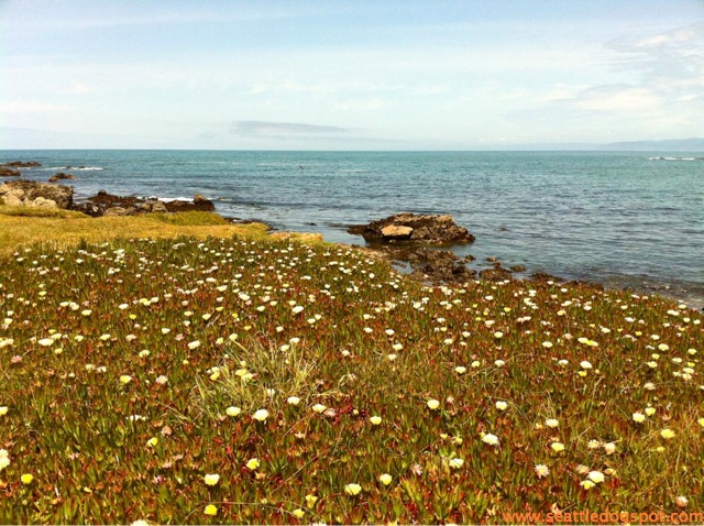 MacKerricher State Park. Photo from Seattle DogSpot.