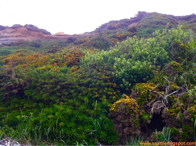 Like most Oregon beaches, Seven Devils State Recreation Site has beautiful scenery. Photo from Seattle DogSpot.