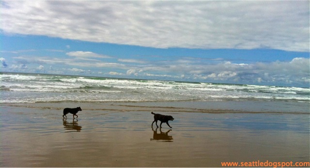 Dog Friendly Cannon Beach. Dog Friendly Cannon Beach.