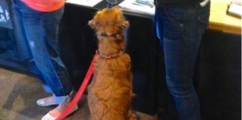 Dogs at Amazon - A dog stops at the reception desk for a treat.