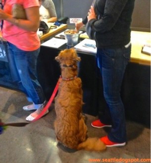 A dog stops at the reception desk for a treat. Photo from Seattle DogSpot.