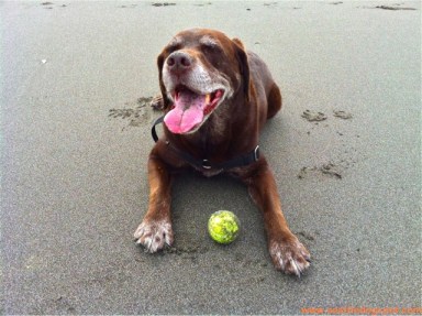 Dylan at MacKerricher State Park. Photo from Seattle DogSpot.