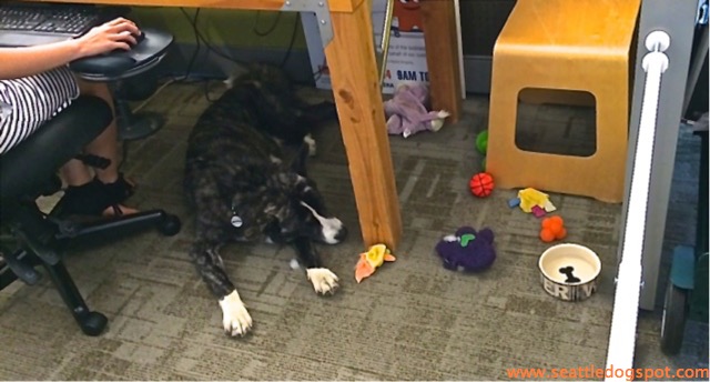 Amazon's dog friendly environment helps reduce stress for all it's employees.