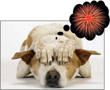 Learn how to calm a dog down during fireworks