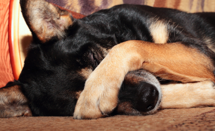 Sheep dog covering her eyes with her paw