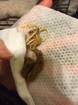 Kimberly found ringworms in the puppies' Kennel on January 25th. Photo from Kimberly Rew.