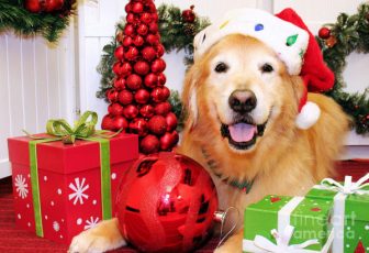 Holiday Dog Tips Holiday Dog Tips to keep your pup on their best behavior!