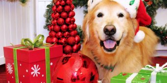 Golden Retrievers Christmas