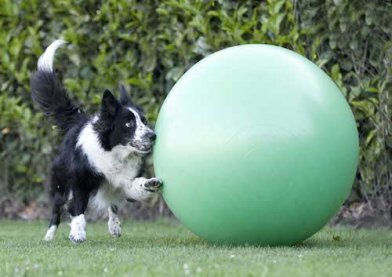 Change Monologue with Your Dog to a Dialogue