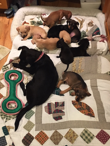 This is the litter of 9 puppies at Furever Rescue on Jan. 4. The fat, healthy puppy at the bottom right is the same as the skinny one above. Photo from Forever Homes rescue.