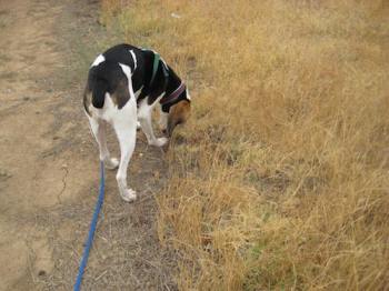 Change Monologue with Your Dog to a Dialogue