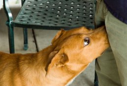 Dog giving an inappropriate greeting