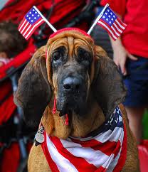Fourth of July Dog