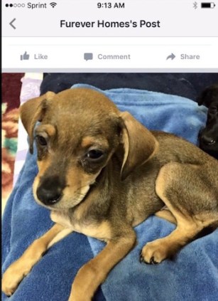 This skinny, sickly looking puppy is one of the fosters Kimberly took back to Furever Homes on Jan. 2. On Feb. 1 Furever Homes posted this picture on its FB page announcing she was available for adoption. Photo from Furever Homes Rescue.